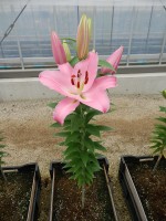 [4605 VZ W08 0646-01 Barista No01.JPG]